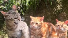 cats fight