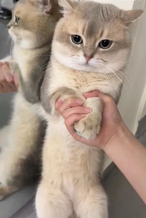 cute animals 😂😼cute cat