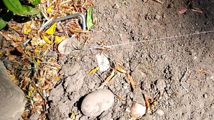 Gentleman biking by the park lake spots a bird tangled in fishing line
