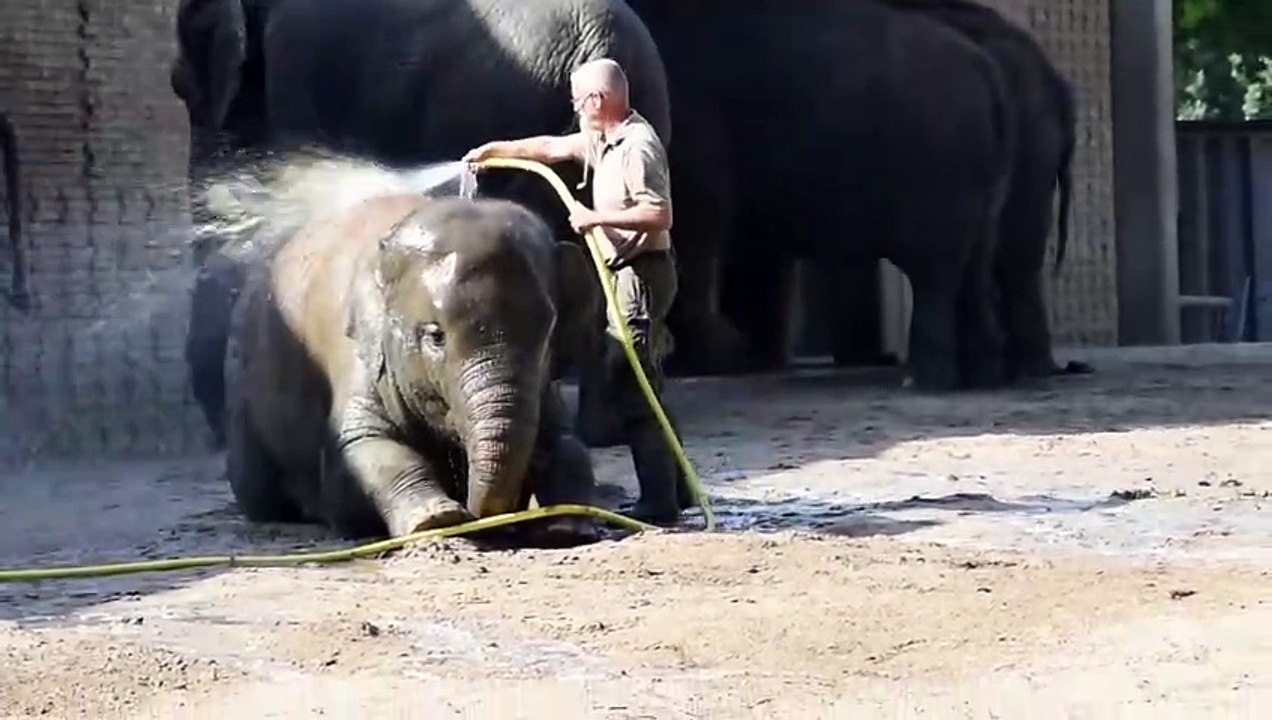 Elephant Spa Day! Baby Elephant Loves Water 💧🐘