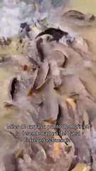 Tragedia ecológica en la cabecera del Tajo: muerte masiva de peces al cerrar el canal Entrepñas-Buendía