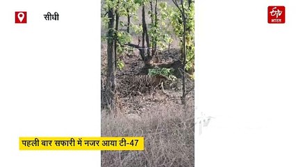 संजय टाइगर रिजर्व में दिखा रहस्यमयी बाघ सिकंदर, पहली बार कैमरे में कैद हुआ 'टी-47'