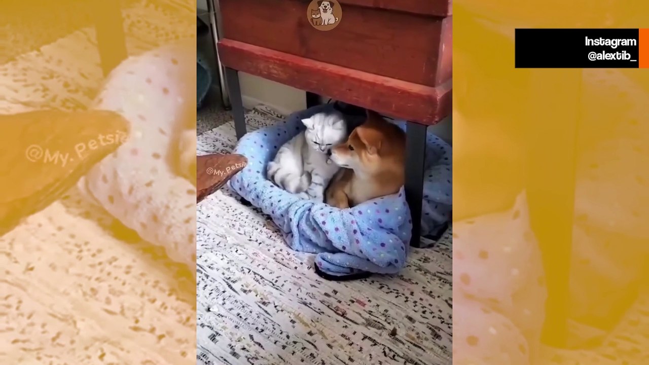 Suloiset videot tallentavat hellyyden hetkiä koirien ja kissojen välillä