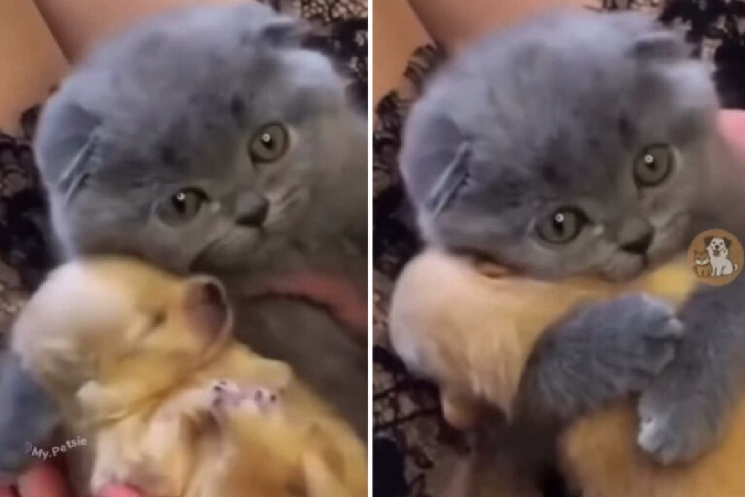 Süße Videos zeigen zärtliche Momente zwischen Hunden und Katzen