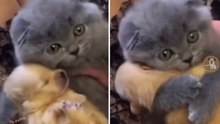 Süße Videos zeigen zärtliche Momente zwischen Hunden und Katzen