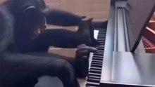 Hilarious video: chimpanzee delivers an epic piano performance
