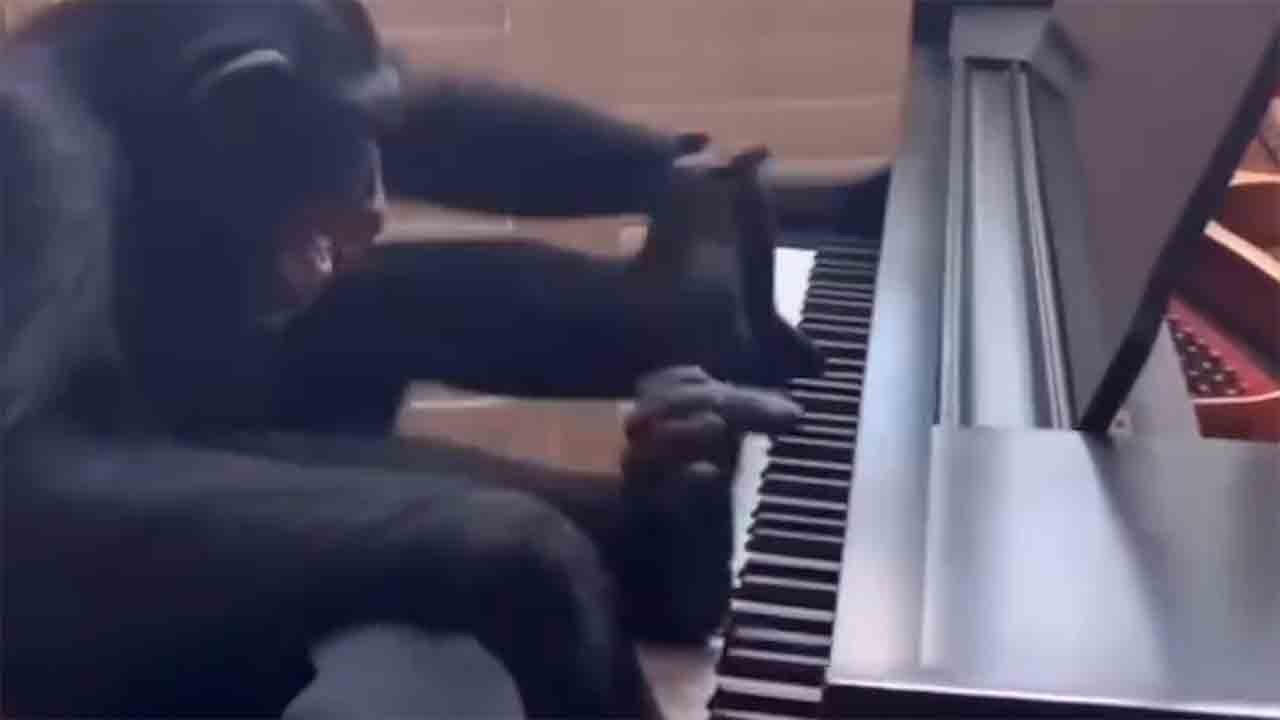 Lustiges Video: Schimpanse liefert eine atemberaubende Klavier-Performance