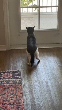 Cat Moves Legs Like Dancing While Watching Mourning Dove