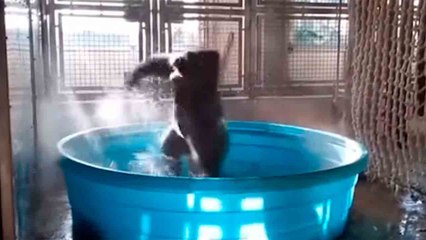 Vidéo hilarante : un gorille "devient fou" pendant son bain dans une piscine