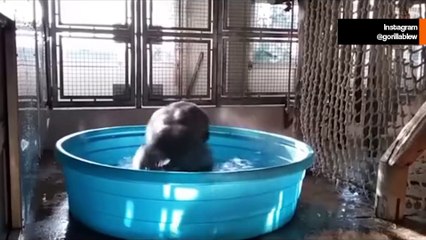 Lustiges Video: Gorilla „dreht durch“ beim Baden im Pool