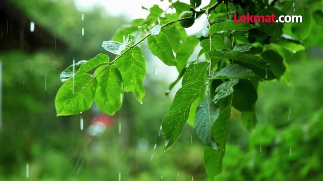 मान्सून केरळमध्ये दाखल, महाराष्ट्रात कधी येणार? पुढे चार दिवस महत्वाचे