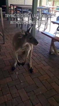 Only in Australia | kangaroos 🦘