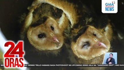 #KuyaKimAnoNa? - Ipo-ipo, na-#HuliCam sa dagat ng Roxas, Palawan... | 24 Oras