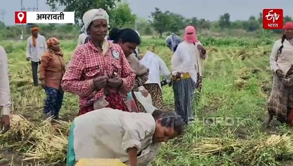 तीळ उत्पादक शेतकऱ्यांच्या अपेक्षेवर अवकाळी पावसाचं पाणी, शेतकऱ्यांनी व्यक्त केली व्यथा