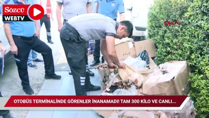 Otobüs terminalinde görenler inanamadı! Tam 300 kilo ve canlı...