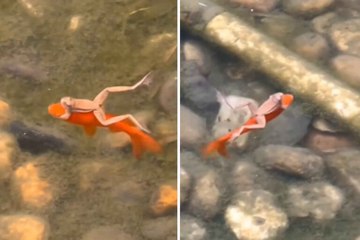 Une vidéo montre une grenouille paresseuse faisant du stop sur un poisson
