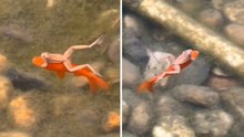 Video zeigt faulen Frosch, der auf einem Fisch mitfährt