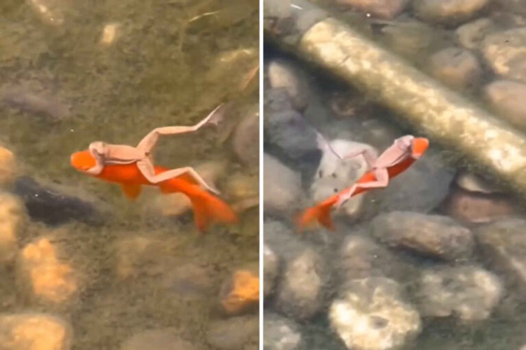 Video zeigt faulen Frosch, der auf einem Fisch mitfährt