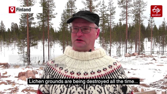 Growing Arctic Military Presence Worries Finland's Reindeer Herders