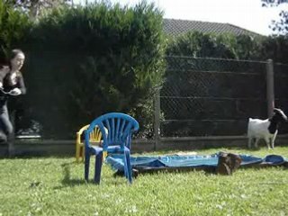 ma tite banbi qui saute dans un gué