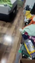 Família de gambá invade banheiro e encara idosa em casa de SC “Morrendo de medo”