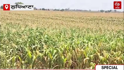 ਲੈਂਡ ਪੁਲਿੰਗ ਅਤੇ ਲੈਂਡ ਐਕਵਾਇਰ ਵਿੱਚ ਫ਼ਰਕ! ਕਿਸਾਨਾਂ ਦੇ ਨਾਲ ਆਮ ਲੋਕਾਂ ਤੇ ਕੋਲੋਨਾਈਜ਼ਰਾਂ ਨੂੰ ਹੋਵੇਗਾ ਫਾਇਦਾ ਜਾਂ ਨੁਕਸਾਨ,  ਵੇਖੋ ਖਾਸ ਰਿਪੋਰਟ