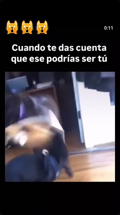😺oyeee estás despierta!!!!???  Domingo 5:20