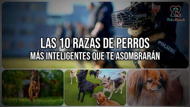 Top 10: Las Razas de Perros Más Inteligentes Que Te Asombrarán