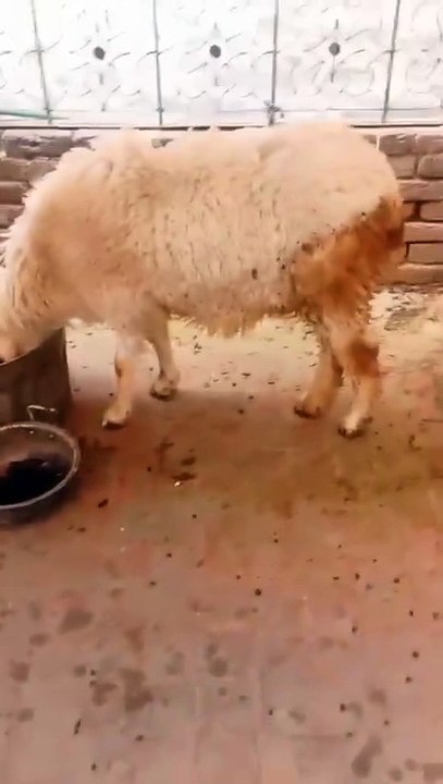 0312-4536072 Crossed Mundri Lamb/Sheep with 4 months Kid in Lahore Affordable Price