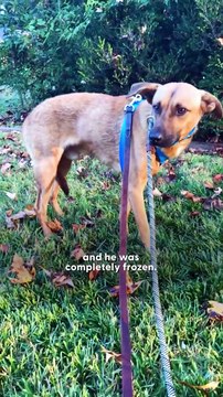 Scared Foster Dog Hides in Bushes Until He Feels Love for the First Time 🌿🐶💖 | Emotional Rescue