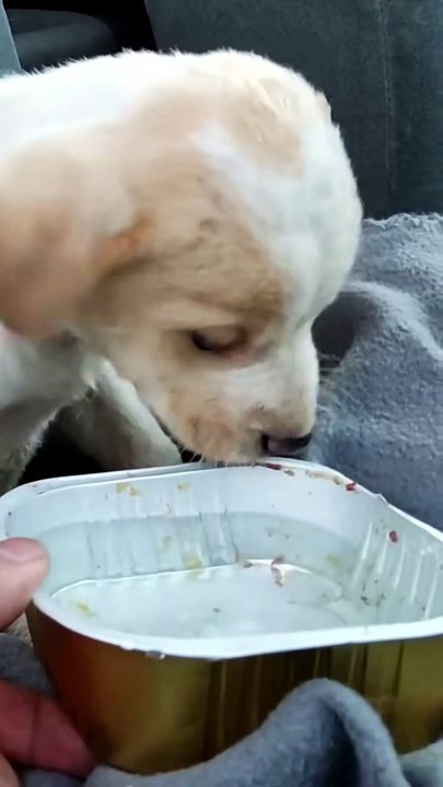 Shaking Puppy Found in Trash Can’t Stop Wagging His Tail 🐶💔➡️💖 | From Fear to Forever