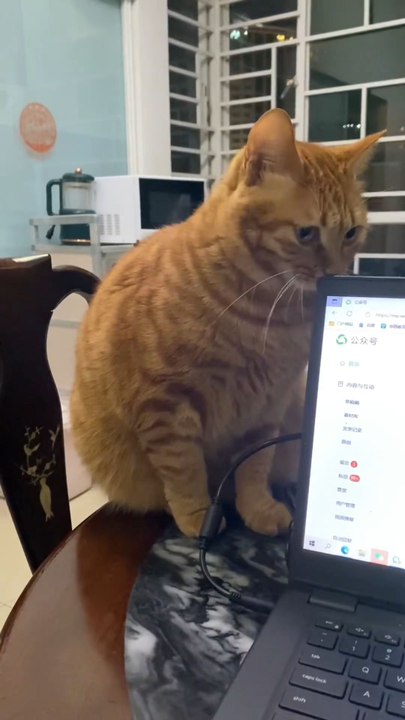 CATCHING CAT DOING BAD THINGS 😔