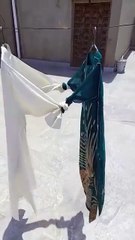 Saleemoffical presentation-funny story #fun