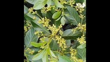 #avocado flowers and tree