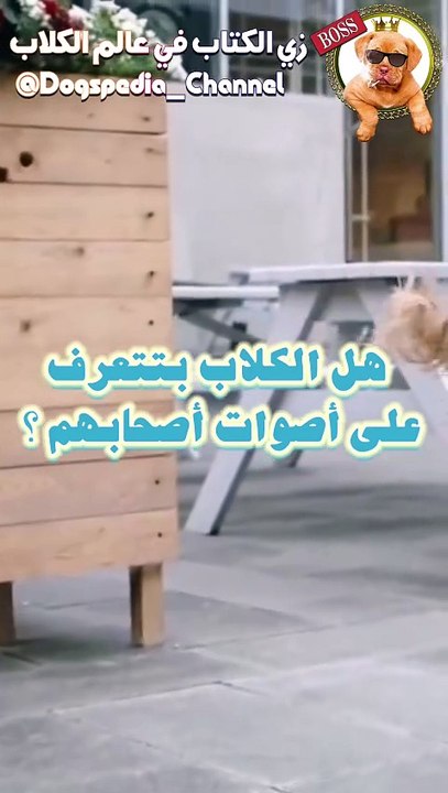 هل الكلاب بتتعرف على أصوات أصحابهم؟