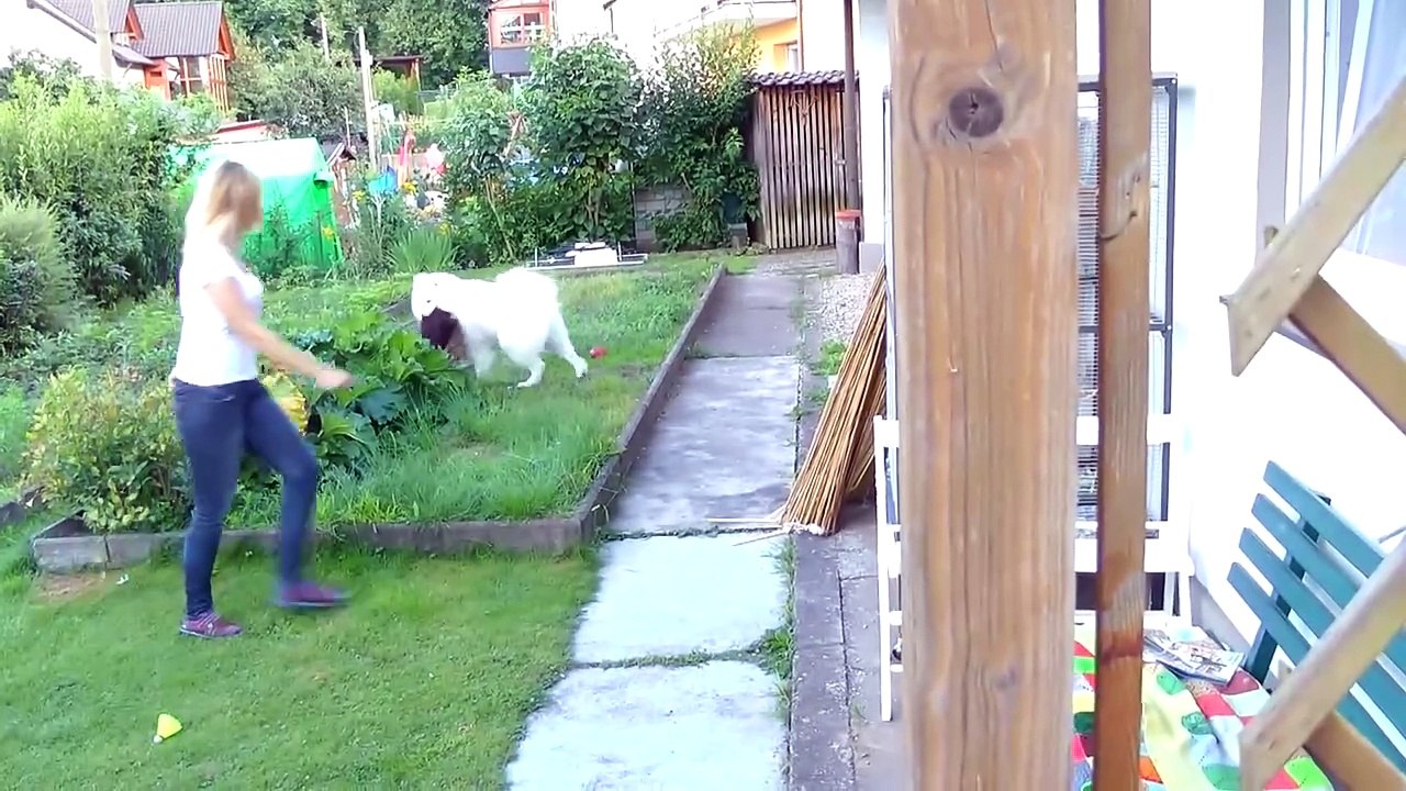 Lets Catch Samojede Nero Part Drölfzig: Wenn 2 sich streiten freut sich der 3.