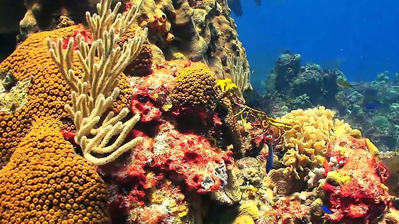 Silent Serenity by the Lake - Relaxing Nature Sounds