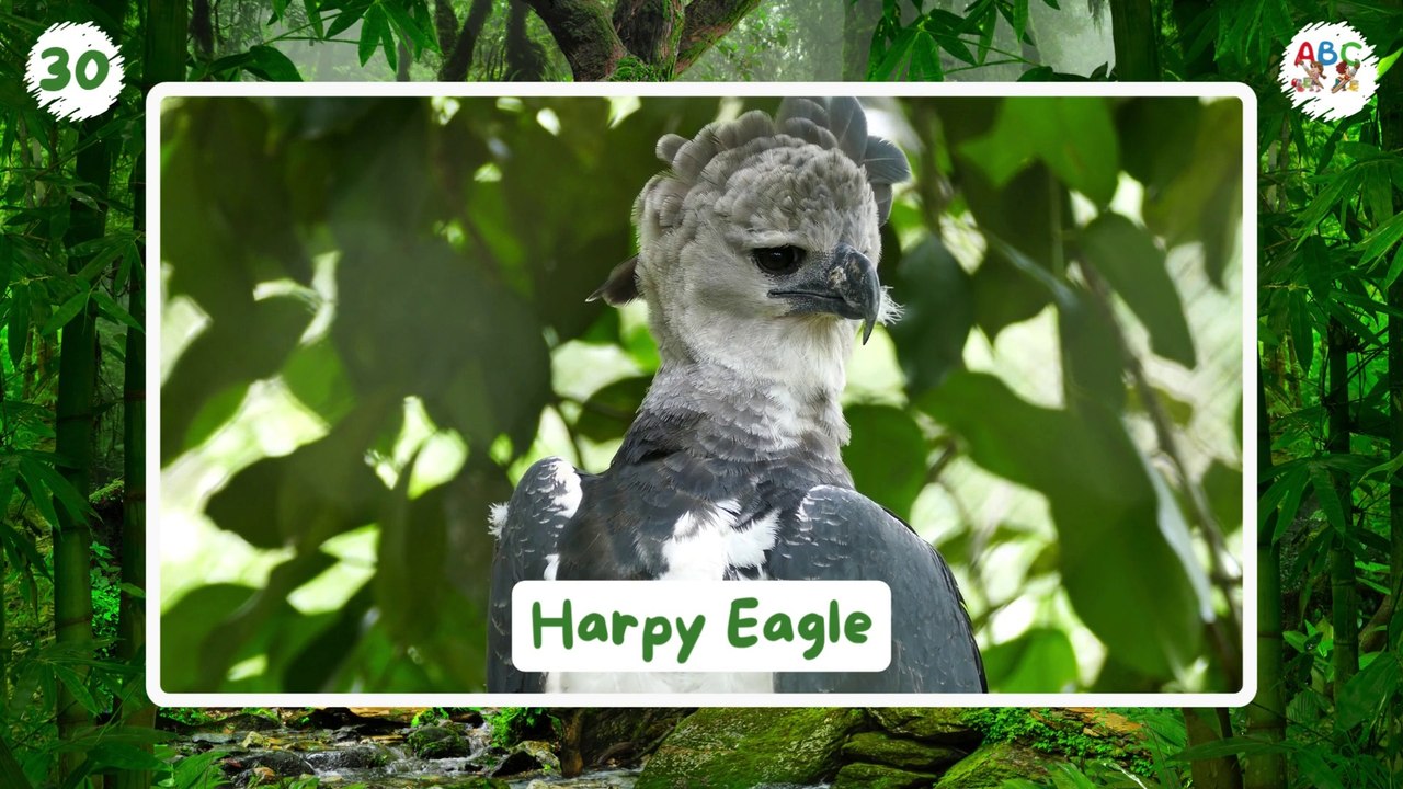 200 Land Animals for Kids | Learn Animal Names | Types of Animals for Kids | Wild Animals Name