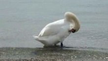 Madame cygne aussi est bien souple!