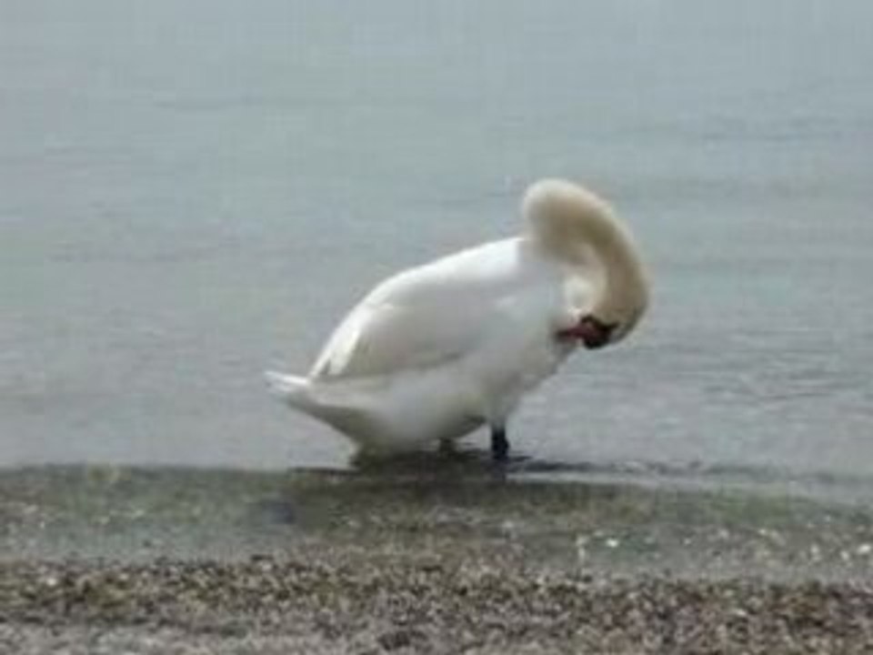 Madame cygne aussi est bien souple!