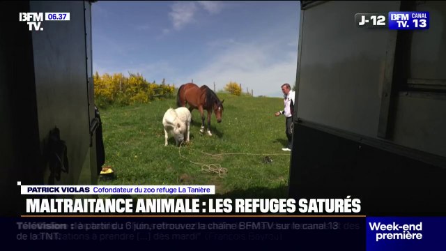 Face à la hausse de la maltraitance et d'abandons d'animaux, les refuges sont de plus en plus saturés