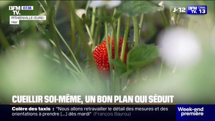 Fraises, tomates, pommes... Pour faire des économies comme pour mieux connaître l'origine des produits, la cueillette séduit