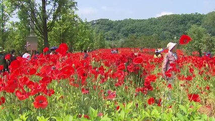작약·꽃양귀비 물결...임실 붕어섬에 나들이객 발길 / YTN