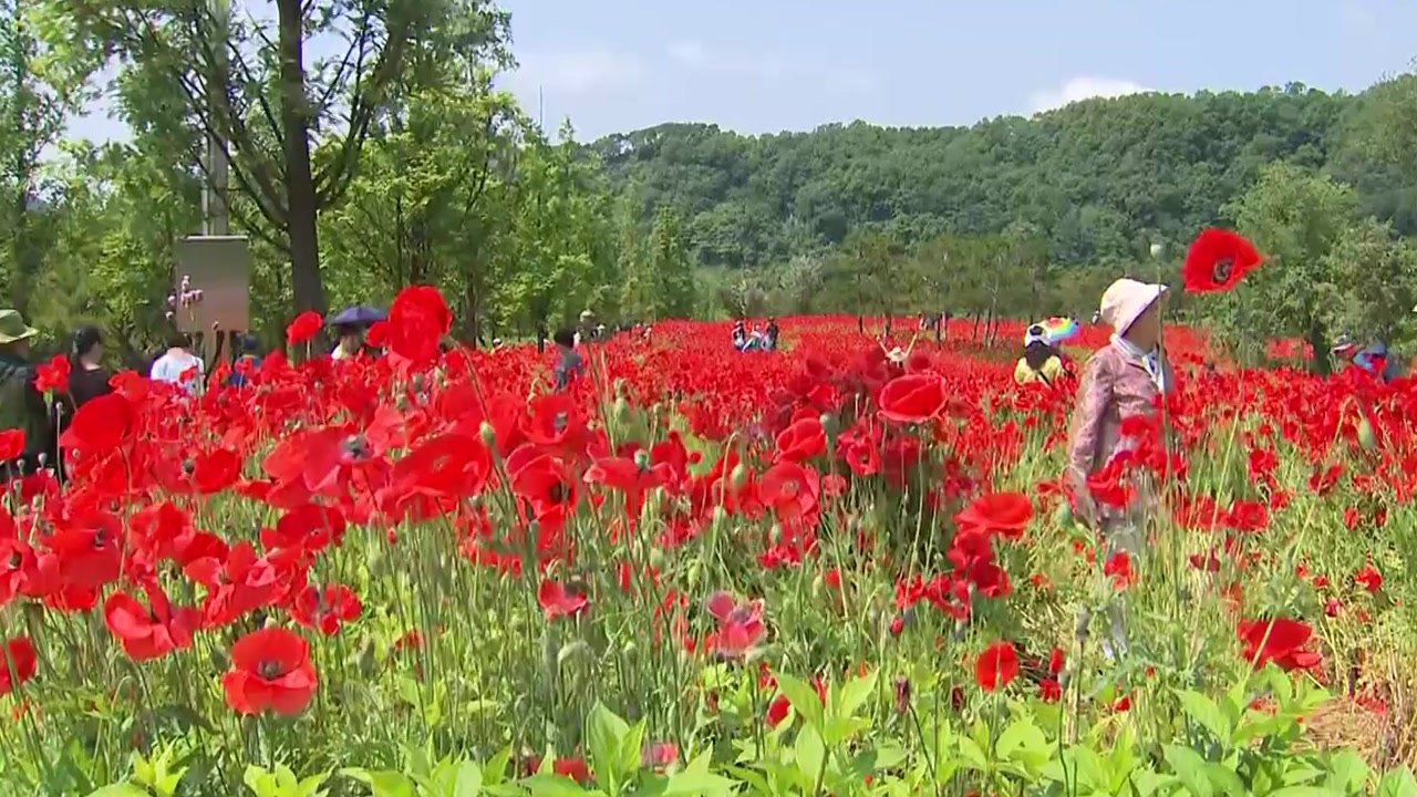 작약·꽃양귀비 물결...임실 붕어섬에 나들이객 발길 / YTN