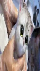 Cute Cat 💕🔥 ( pet lovers) 🍁🍁