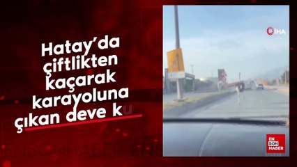 Hatay'da çiftlikten kaçarak karayoluna çıkan deve kuşu