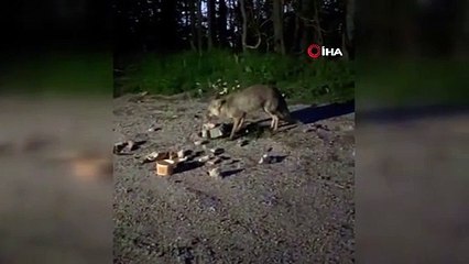Uludağ'da tilkileri besledi, o anları kayda aldı