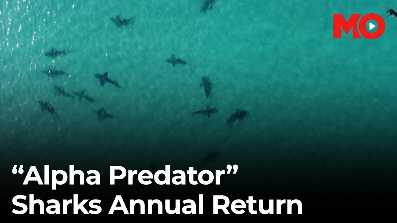 "Alpha predator" sharks annual return