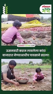 तीन एकर कांदा शेतातच वाहून गेला; हाती पैसा नाही तर राहिला फक्त चिखल!