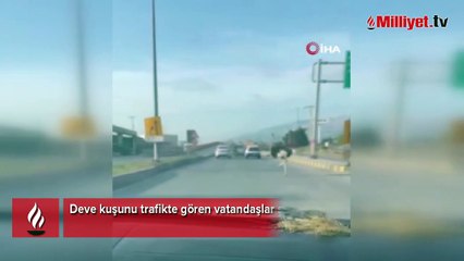 Deve kuşunu trafikte gören vatandaşın şaşkınlık yaşadığı anlar gülümsetti